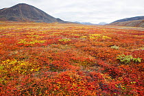 Tundra in bright autumn colour with hills of the Chukotskiy Mountain range in the background. Iultinsky District, Chukotka, Siberia, Russia, August 2013.