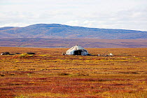 A Chukchi reindeer herder's Yaranga (tent) near Amguema, surrounded by tundra in bright autumn colours. Iultinsky District, Chukotka, Siberia, Russia, August 2013.