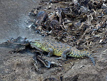 Nile Crocodile (Crocodylus niloticus) scavenging Wildebeest carcasses, Mara river, Masai Mara, Kenya.