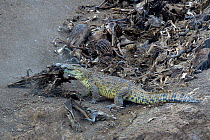Nile Crocodile (Crocodylus niloticus) scavenging Wildebeest carcasses, Mara river, Masai Mara, Kenya.