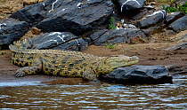 Nile Crocodile (Crocodylus niloticus) basking, Kenya, Masai Mara, Kenya.