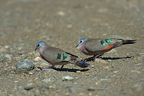 Emeraud-Spotted Wood Dove (Turtur chalcospilos) foraging on ground, Bogoria Lake, Kenya.