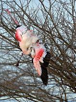 Lesser Flamingo (Phoenicopterus minor) caught in tree and dead from exhaustion, Nakuru Lake NP, Kenya.