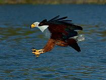Fish Eagle (Haliaeetus vocifer ) hunting fish. Baringo Lake, Kenya.