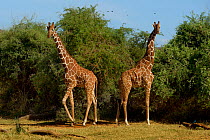 Reticulated giraffes (Giraffa camelopardalis reticulata) Samburu National Reserve, Kenya.