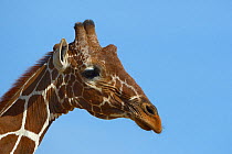 Reticulated giraffe (Giraffa camelopardalis reticulata) portrait, Samburu National Reserve, Kenya.