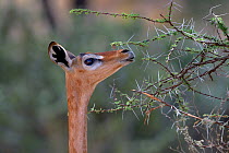 Gerenuk (Litocranius walleri) female feeding, Samburu National Reserve, Kenya.