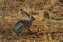 Scrub Hare (Lepus saxatilis) Samburu National Reserve, Kenya.