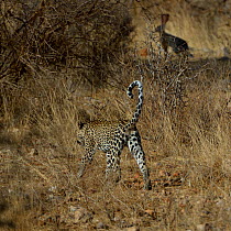 Leopard  (Panthera pardus ) hunting Scrub hare (Lepus saxatilis) Samburu National Reserve, Kenya.