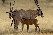 East African Oryx (Oryx beisa) suckling young, Samburu National Reserve, Kenya , October