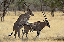 East African Oryx (Oryx beisa) copulating. Samburu National Reserve, Kenya, October.