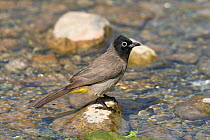 White spectacled bulbul (Pycnonotus xanthopygos) perched on rock in stream, Oman, May