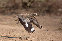 Spotted thick knee (Burhinus capensis) in flight, Oman, January