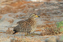 Spotted thick knee (Burhinus capensis) adult covering chicks with wings, Oman, May