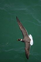 Sooty gull (Larus hemprichii) in flight, Oman, August