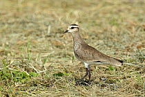 Sociable lapwing (Vanellus gregarius) Oman, November
