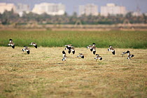 Sociable lapwing (Vanellus gregarius) flock in flight, Oman, November