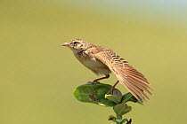 Singing bush lark (Mirafra cantillans) stretching wing, Oman, September