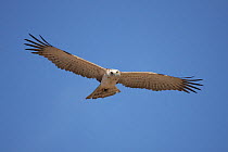Short toed snake eagle (Circaetus gallicus) in flight, Oman, February