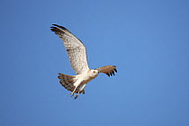 Short toed snake eagle (Circaetus gallicus) in flight, Oman, February