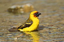 Ruppell's weaver (Ploceus galbula) male, bathing, Oman, May