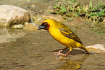 Ruppell's weaver (Ploceus galbula) male at water, Oman, May