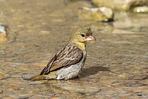 Ruppell's weaver (Ploceus galbula) female, bathing, Oman, May