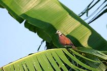 Red turtle dove (Streptopelia tranquebarica) in palm, Thailand, February