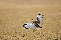 Pheasant tailed jacana (Hydrophasianus chirurgus) landing, Oman, February