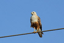 Long legged buzzard (Buteo rufinus) perched on wire, Oman, February