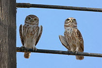 Little owl (Athene noctua) pair on wire, Oman, September