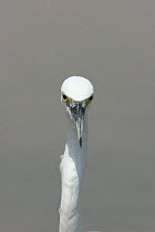 Little egret (Egretta garzetta) close up, Oman, September