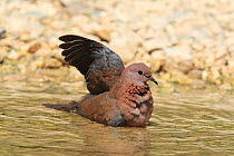 Laughing dove (Streptopelia senegalensis) in water, flapping wing, Oman, September