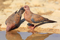 Laughing dove (Streptopelia senegalensis) two drinking at water, Oman, September