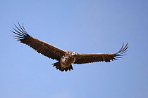 Lappet faced vulture (Torgos tracheliotus) in flight, Oman, February