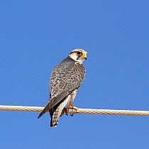 Lanner falcon (Falco biarmicus) on wire, Oman, January