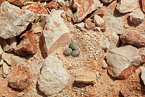 Kentish plover (Charadrius alexandrinus) nest with three eggs, Oman, May
