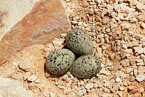 Kentish plover (Charadrius alexandrinus) nest with three eggs, Oman, May