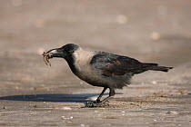 House crow (Corvus splendens) with prey on the beach, Oman, January