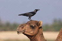 House crow (Corvus splendens) on Arabian Camel (Camelus dromedarius), Oman, January