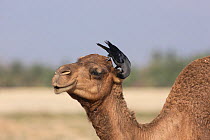 House crow (Corvus splendens) feeding on insects from Arabian Camel (Camelus dromedarius), Oman, January