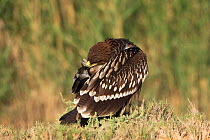 Greater spotted eagle (Aquila clanga) juvenile preening, Oman, November