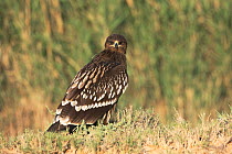 Greater spotted eagle (Aquila clanga) juvenile, Oman, November