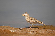 Greater short toed lark (Calandrella brachydactyla) at water, Oman, September