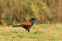 Greater coucal (Centropus sinensis) on ground, Thailand, February