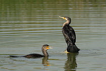 Great cormorant (Phalacrocorax carbo) one swimming in and one out of the water, Oman, April