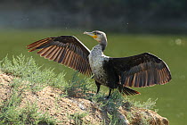 Great cormorant (Phalacrocorax carbo) drying wings, Oman, January