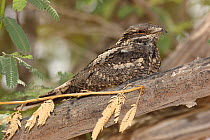 European nightjar (Caprimulgus europaeus) resting on branch, Oman, May