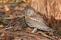 Eurasian scops owl (Otus scops) resting, Oman, September