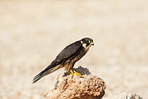 Eurasian hobby (Falco subbuteo) on rock, during migration, Oman, November